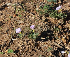 Oxalis adspersa (Oxalis adspersa)