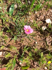 Oxalis adspersa (Oxalis adspersa)