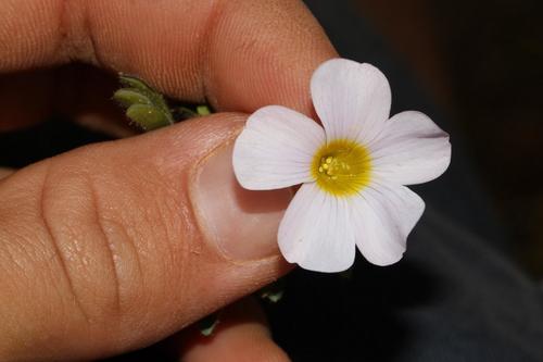 Oxalis adspersa (Oxalis adspersa)