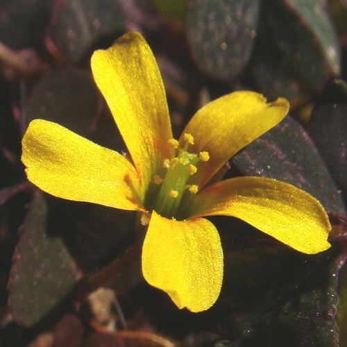Creeping woodsorrel (Oxalis corniculata)