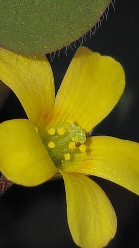 Creeping woodsorrel (Oxalis corniculata)