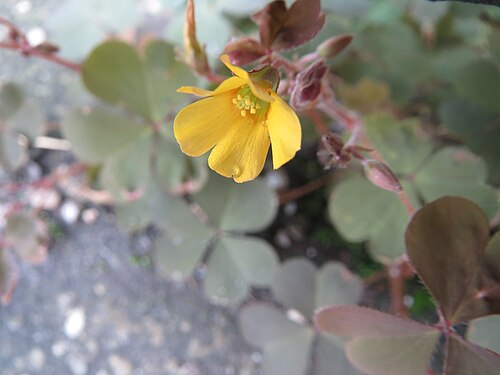 Creeping woodsorrel: Horn-Sauerklee ( Oxalis corniculata ) am Bahnhof Oftersheim