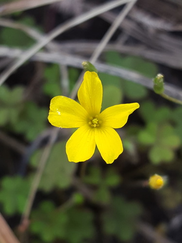Creeping woodsorrel (Oxalis corniculata)