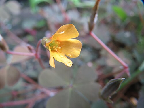 Creeping woodsorrel: Horn-Sauerklee ( Oxalis corniculata ) am Bahnhof Oftersheim