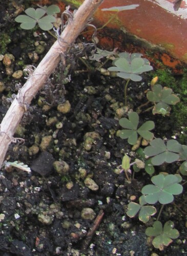 Creeping woodsorrel (Oxalis corniculata)