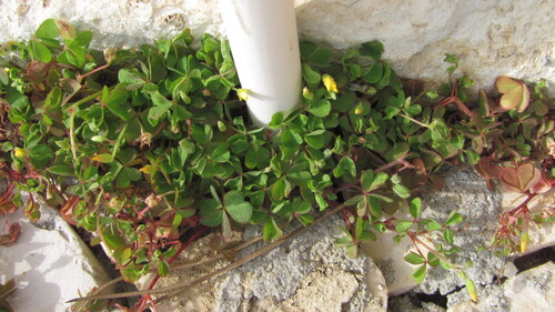 Creeping woodsorrel (Oxalis corniculata)