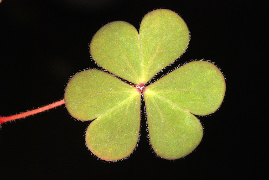 Creeping woodsorrel (Oxalis corniculata)