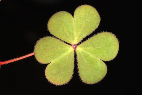Creeping woodsorrel (Oxalis corniculata)