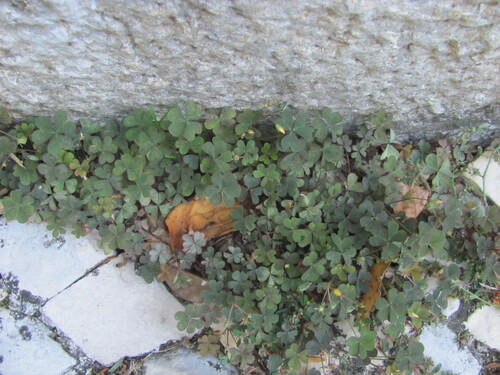 Creeping woodsorrel (Oxalis corniculata)