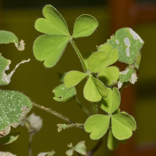 Creeping woodsorrel: Total life cycle completion period: 28 days.