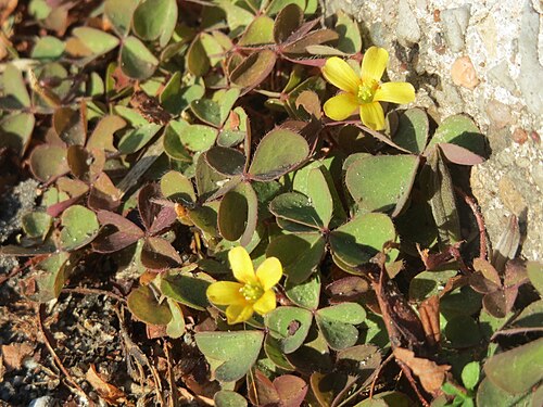 Creeping woodsorrel: Horn-Sauerklee ( Oxalis corniculata ) in Oftersheim - ursprünglich aus dem Mittelmeergebiet, wächst hier meist nur auf Gehwegen und Straßenrändern innerhalb von