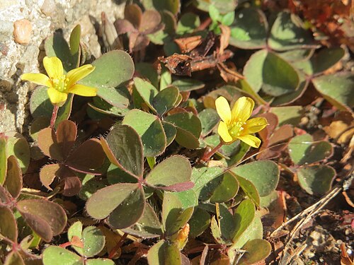 Creeping woodsorrel: Horn-Sauerklee ( Oxalis corniculata ) in Oftersheim - ursprünglich aus dem Mittelmeergebiet, wächst hier meist nur auf Gehwegen und Straßenrändern innerhalb von