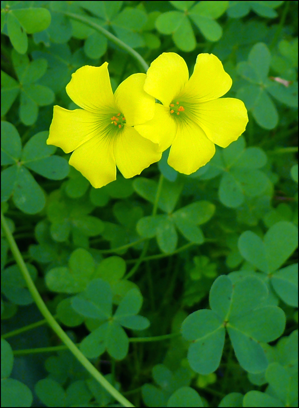 Bermuda buttercup: Un Oxalis pied de chèvre ( Oxalis pes-caprae ).