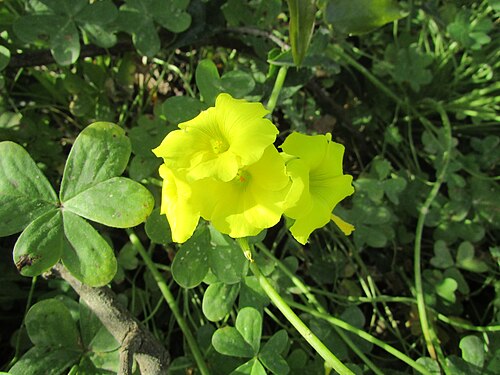 Bermuda buttercup: An example of a Bermuda buttercup (Oxalis pes-caprae) found on the verge of the Caminho do Aldeia within the neighbourhood Vale de Santa Maria which is located