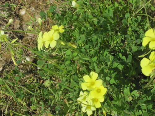 Bermuda buttercup (Oxalis pes-caprae)