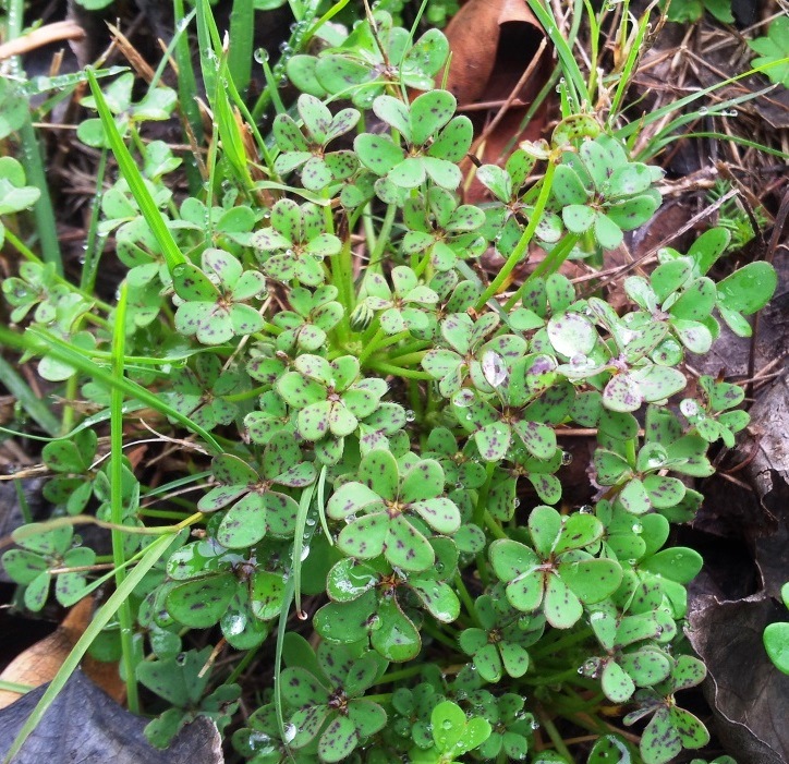 Bermuda buttercup: Oxalis pes-caprae var pes-caprae - Kenwyn Nature Park