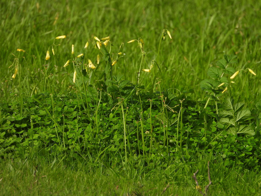 Bermuda buttercup (Oxalis pes-caprae)