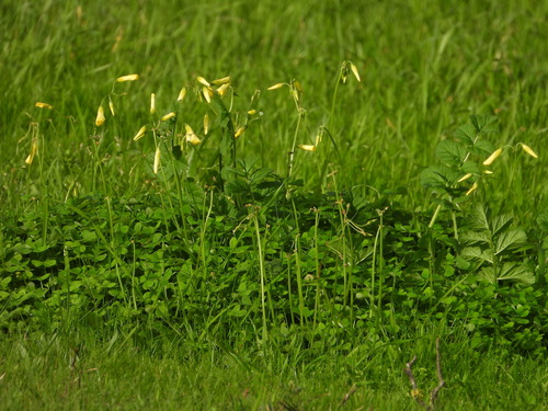 Bermuda buttercup