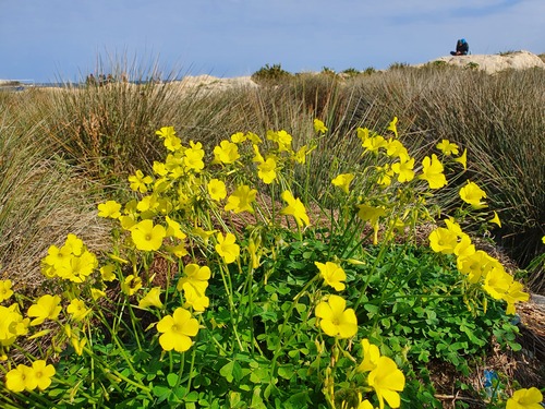 Bermuda buttercup (Oxalis pes-caprae)