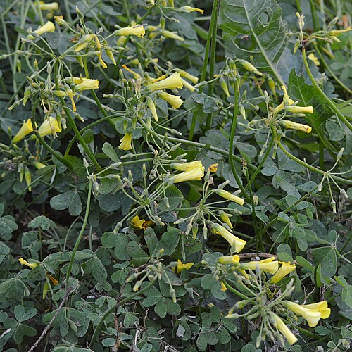 Bermuda buttercup: Bermuda Buttercup (Acetosella Gialla) (Oxalis pes-caprae) at Molentargius - Saline Regional Park (Parco naturale regionale Molentargius - Saline) in Cagliari, I