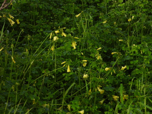 Bermuda buttercup (Oxalis pes-caprae)