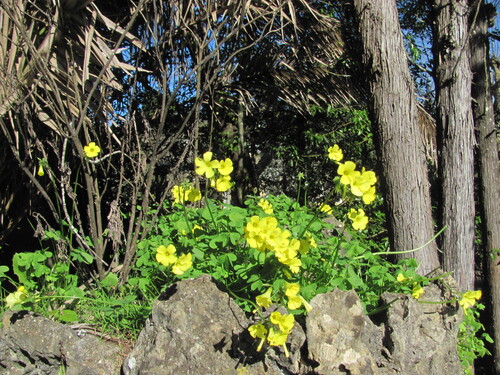 Bermuda buttercup (Oxalis pes-caprae)