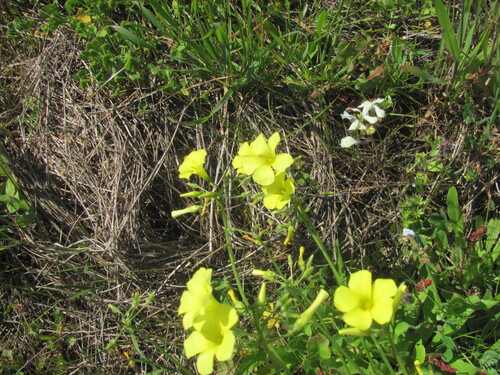 Bermuda buttercup (Oxalis pes-caprae)