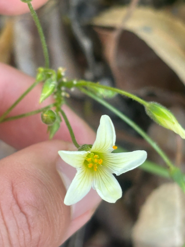 Bermuda buttercup (Oxalis pes-caprae)