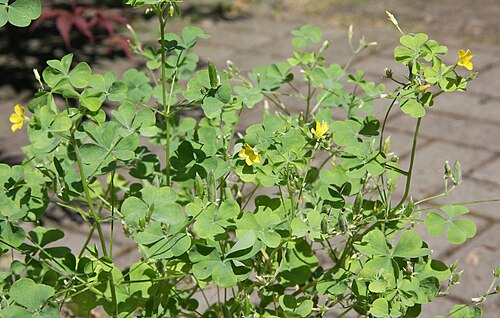 Common yellow oxalis (Oxalis stricta)