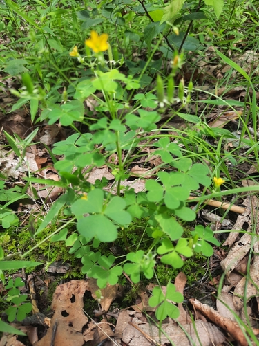 Common yellow oxalis (Oxalis stricta)