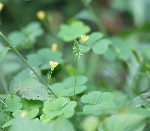 Common yellow oxalis