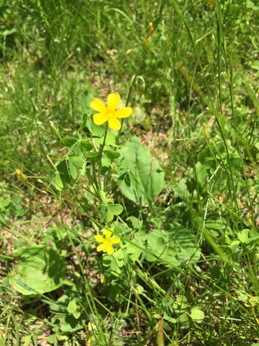 Common yellow oxalis (Oxalis stricta)
