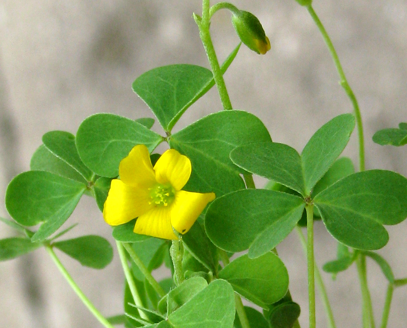 Common yellow oxalis: Common Yellow Oxalis in N.E. Illinois