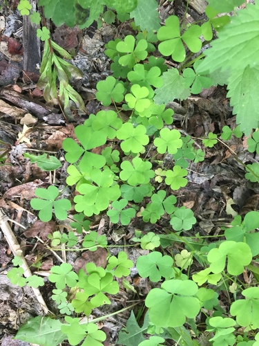 Common yellow oxalis (Oxalis stricta)