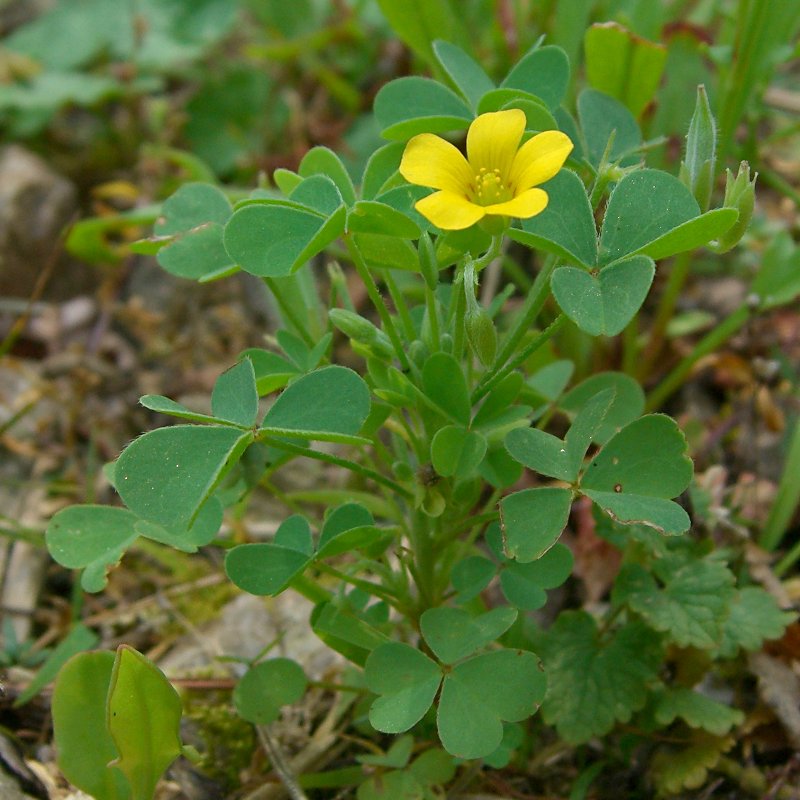 Common yellow oxalis: Scientific Name: Oxalis stricta L. Common Name: Common Yellow Woodsorrel Certainty: positive ( notes ) Location: Appalachians; Smokies; CabinCove Date: 20060618