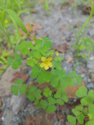 Common yellow oxalis (Oxalis stricta)