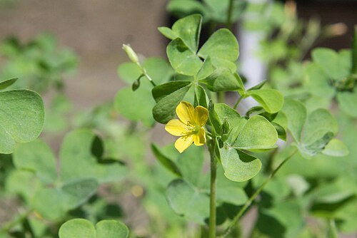 Common yellow oxalis (Oxalis stricta)
