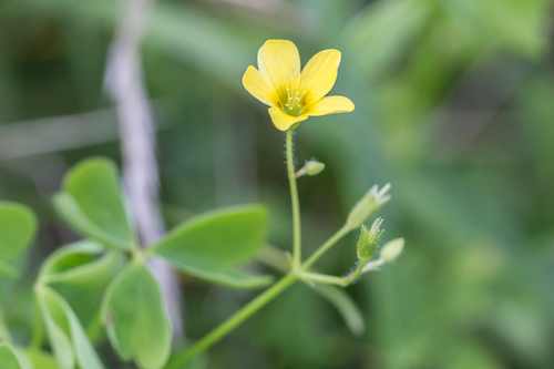 Common yellow oxalis (Oxalis stricta)