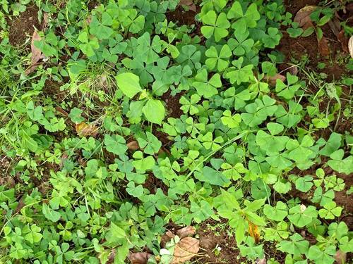 Four-leaved pink-sorrel (Oxalis tetraphylla)
