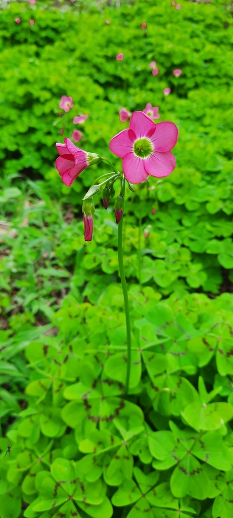 Four-leaved pink-sorrel (Oxalis tetraphylla)