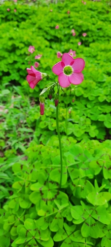 Four-leaved pink-sorrel (Oxalis tetraphylla)