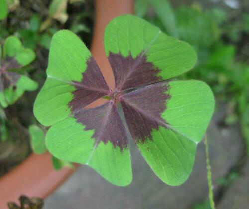 Four-leaved pink-sorrel (Oxalis tetraphylla)