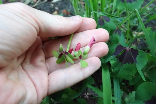 Four-leaved pink-sorrel (Oxalis tetraphylla)