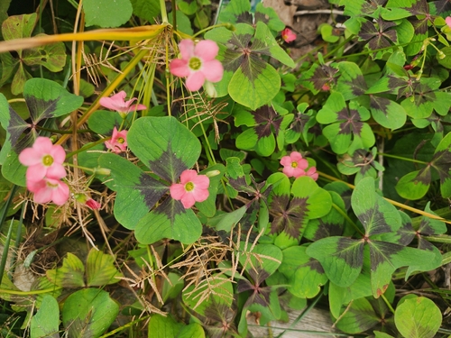 Four-leaved pink-sorrel (Oxalis tetraphylla)