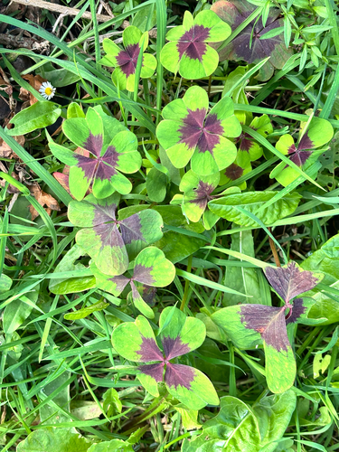 Four-leaved pink-sorrel (Oxalis tetraphylla)
