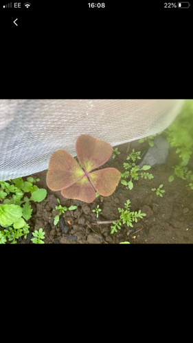 Four-leaved pink-sorrel (Oxalis tetraphylla)
