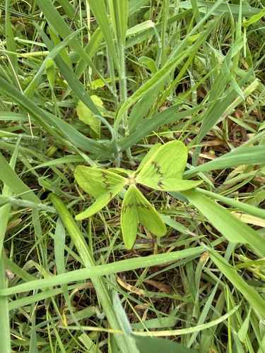 Four-leaved pink-sorrel (Oxalis tetraphylla)