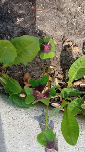 Four-leaved pink-sorrel (Oxalis tetraphylla)