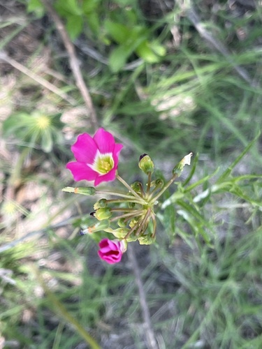 Four-leaved pink-sorrel (Oxalis tetraphylla)