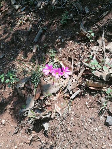 Four-leaved pink-sorrel (Oxalis tetraphylla)